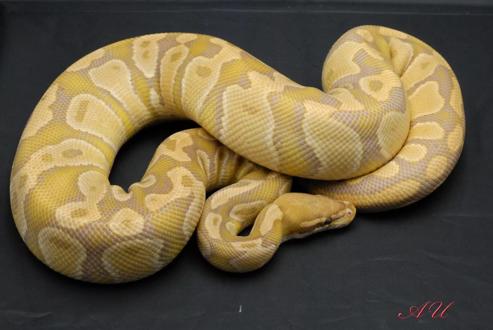 Python price