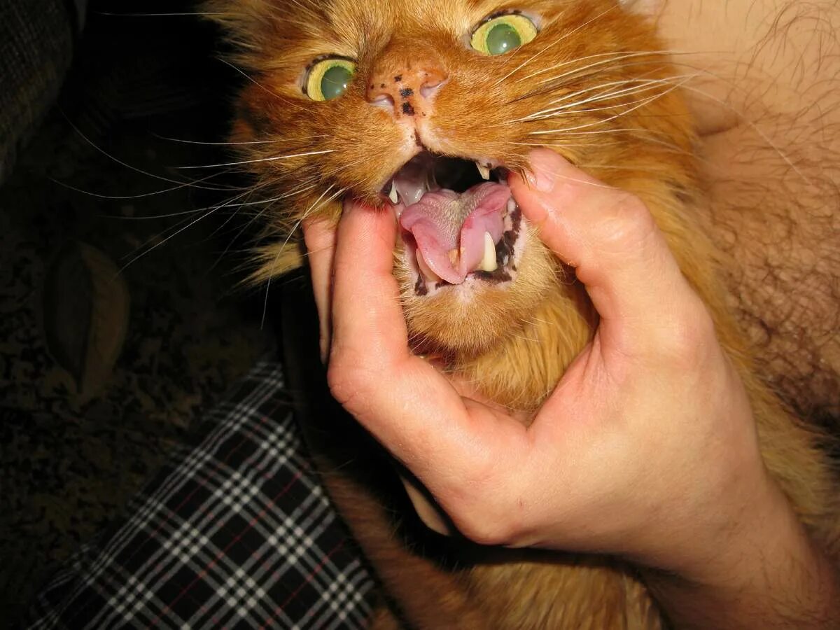 Как открыть рот кошке. Симптомы глистов у котенка.