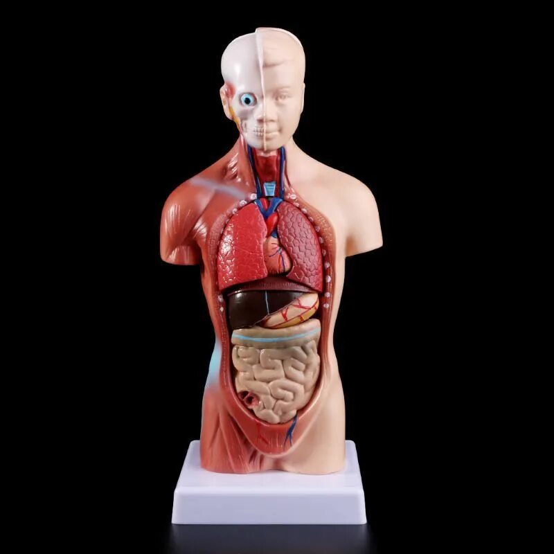 Organ купить. Анатомический набор "торс человека" edu Toys Human Anatomy model 50 см. Анатомический муляж XC 107c. Муляж человека.