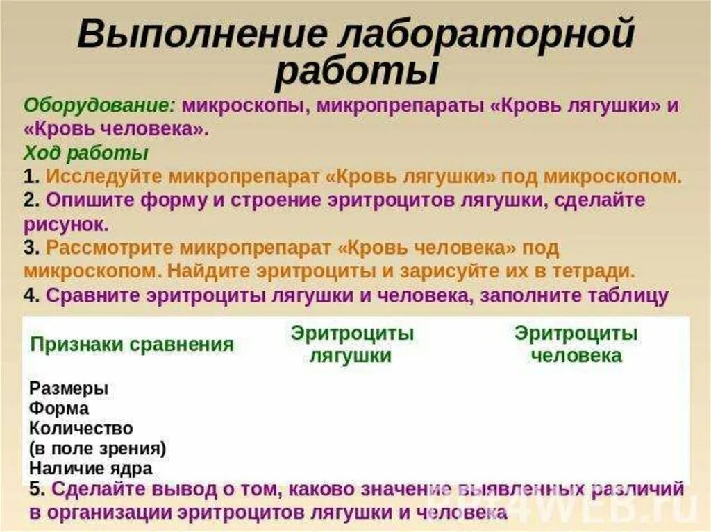 Лабораторная работа сравнение крови лягушки и человека. Лабораторная работа кровь лягушки. Кровь лягушки и человека. Лабораторная работа кровь человека. Микропрепараты крови человека и лягушки.