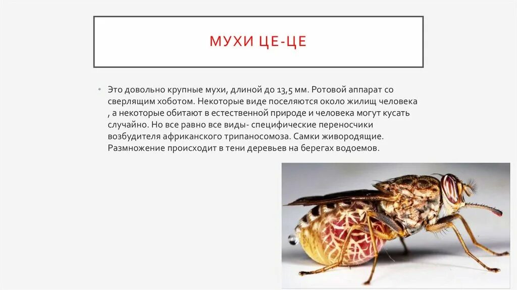 Муха цеце природная зона. Муха цеце строение. муха цеце размножение.