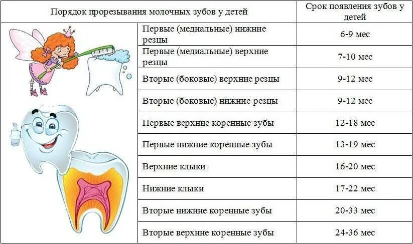 Температура на зубы как отличить. Температура у ребёнка при прорезывании зубов в 7 месяцев. Температура когда лезут зубы у ребенка. Этапы появления зубов у грудничков.