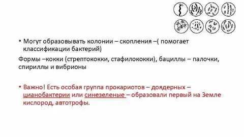 Колонии образует