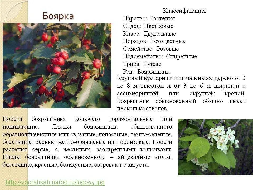 Значение слова кустарник