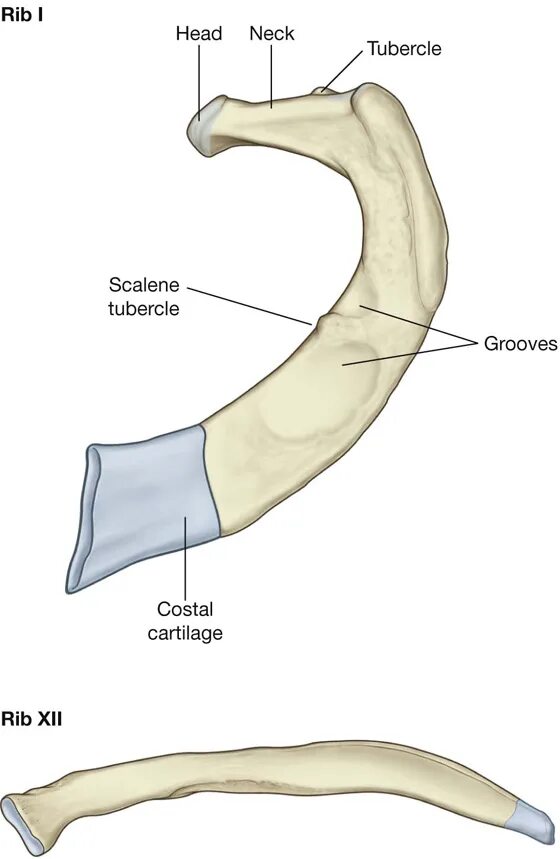 Бугорок ребра анатомия. Борозда ребра анатомия. Двенадцатое ребро анатомия. Шейка ребра анатомия.