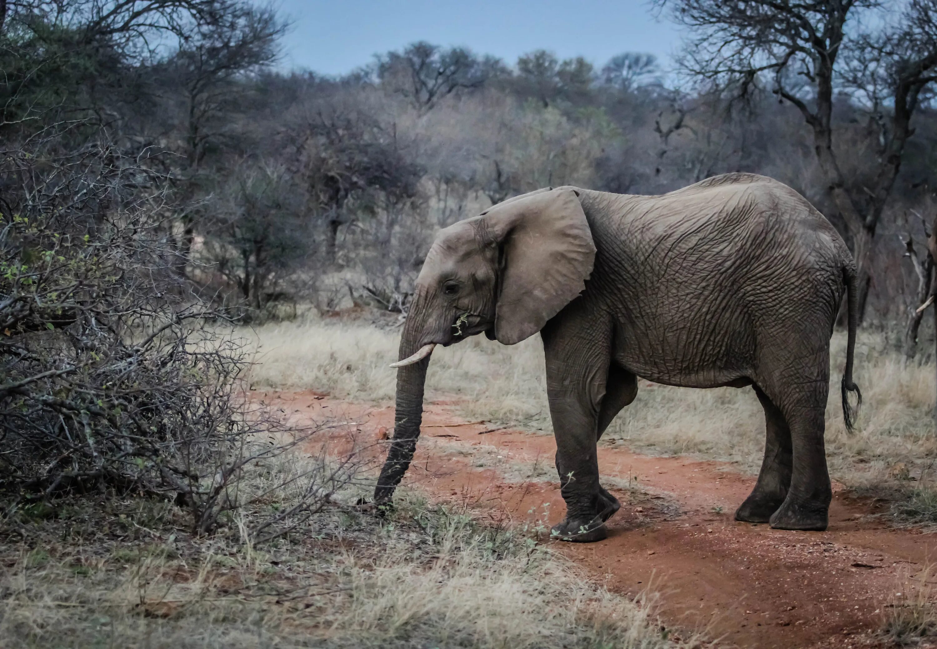 Поставь elephant. Хоботные Африканский слон. Африканский саванный слон. Хоботные (млекопитающие) хоботные. Отряд хоботные что такое хобот.