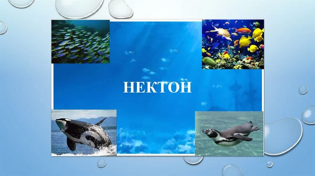Медуза это нектон. Нектон бентос перифитон планктон. Представители планктона. Планктон нектон бентос таблица. Планктон нектон бентос.