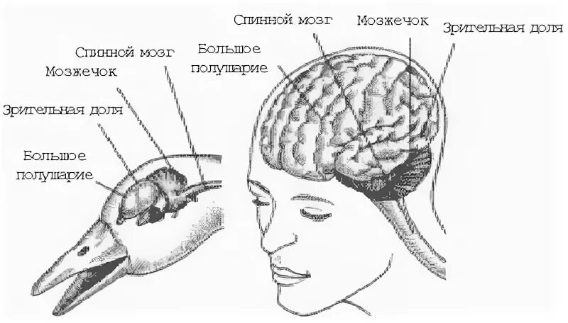 У куриц есть мозг. Строение мозга курицы. Головной мозг курицы.