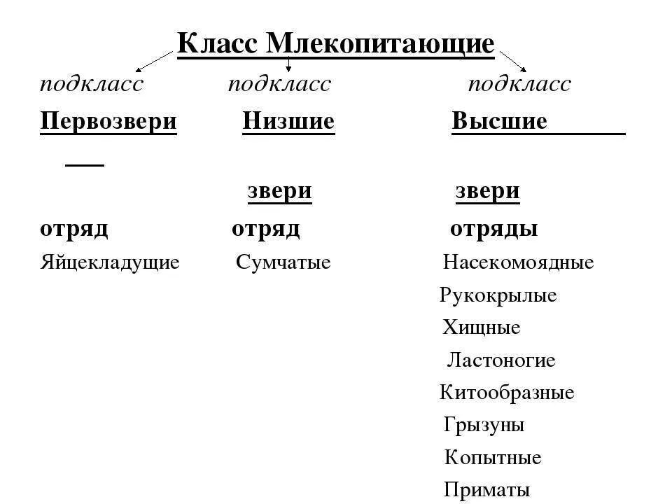 Класс млекопитающих таблица. Класс млекопитающие систематика. классификация млекопитающих схема. отряды млекопитающих схема. класс млекопитающие систематика класса.