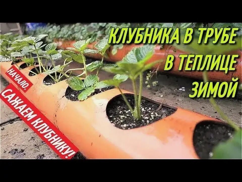 Как правильно посадить клубнику в зиму. Как правильно посадить клубнику в зиму