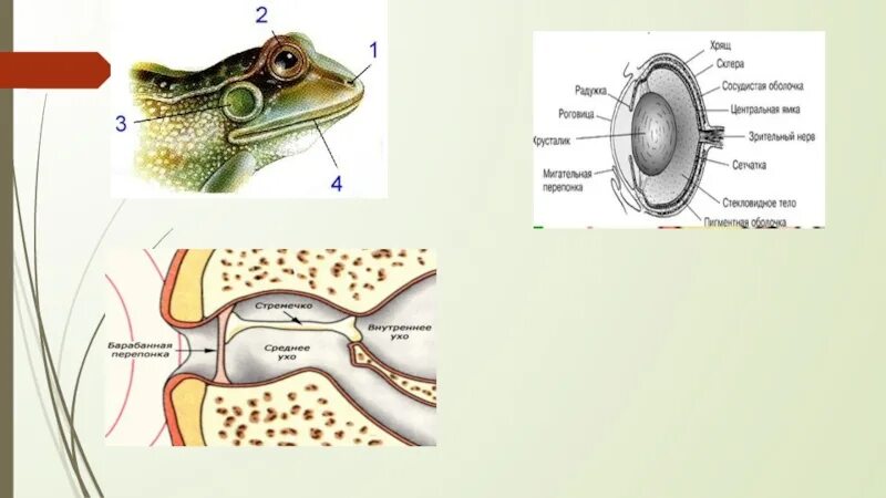 Железы амфибий. Ядовитые железы амфибий. Органы зрения земноводных. Органы слуха и зрения земноводных. Слезные железы у собак