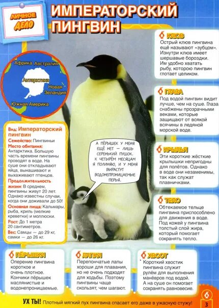 Три пингвина расписание. Энциклопедия про пингвинов. Пингвин для детей. Пингвин энциклопедия для детей. Сведения о пингвинах.