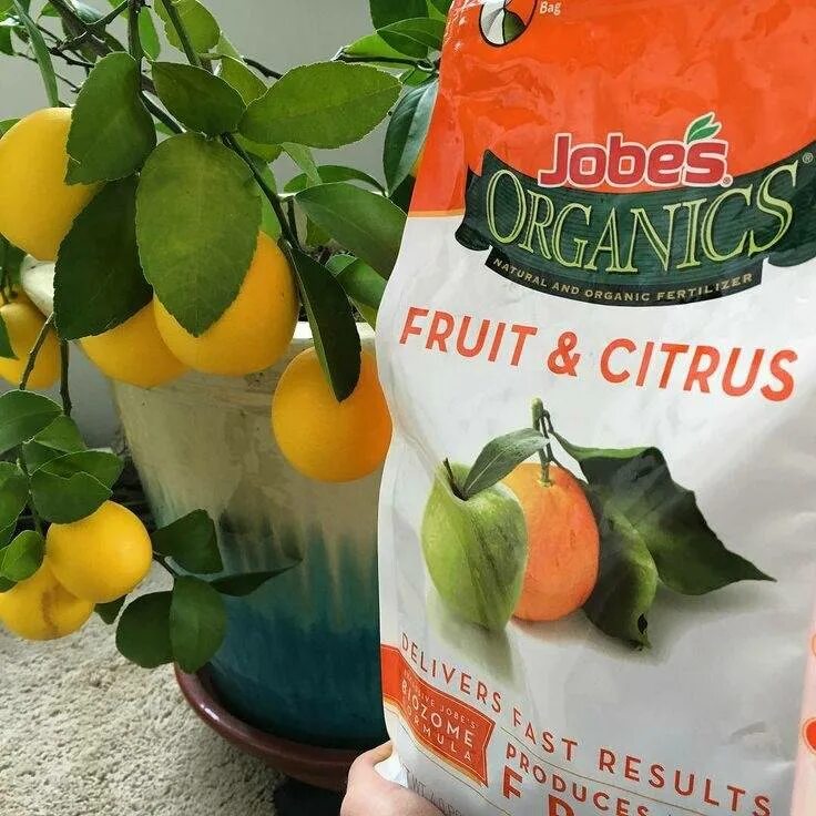 Здравень удобрение для цитрусовых 30гр. Удобрение для лимона комнатного. Подкормка лимонов. Удобрение для цитрусовых. Подкормка лимонов.