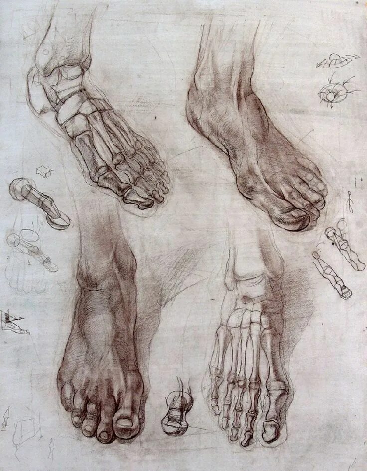 Кости стопы Баммес. Баммес анатомия стопы. Стопа анатомия для художников Баммес. Готфрид Баммес анатомия ступни и ноги.