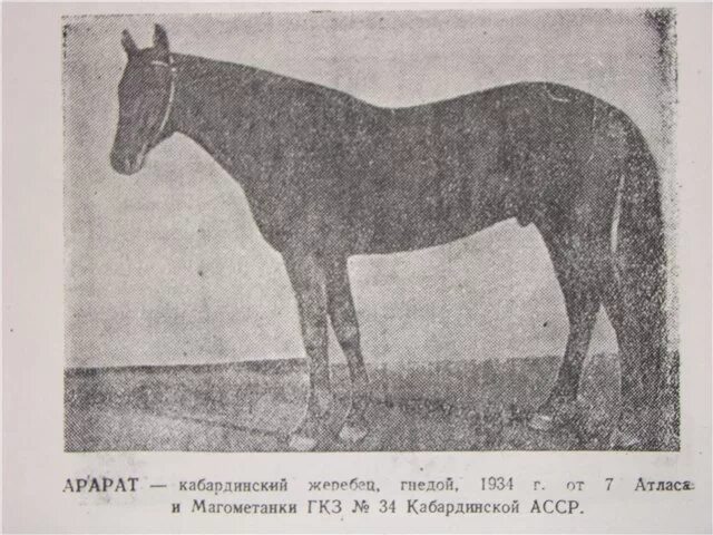 Кабардинская порода лошадей. Линии карачаевских лошадей. Племенные жеребцы производители Кабардинской породы. Имена лошадей карачаевской породы.