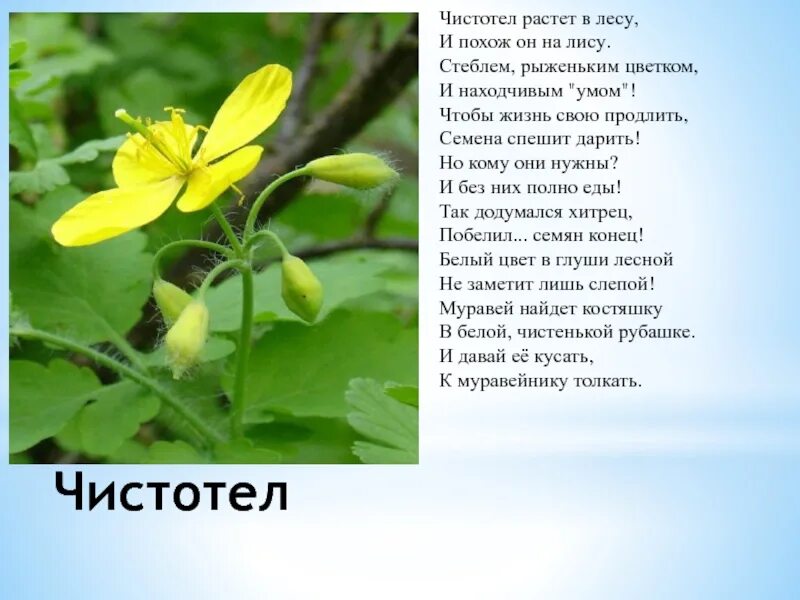 Чистотел. Лекарственные растения чистотел. Чистотел где растет. Чистотел описание растения. Чистотела можно в домашних условиях