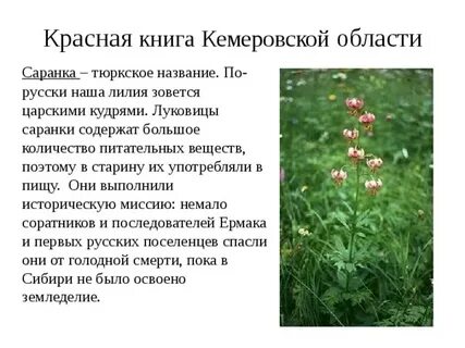 Растения красной книги кузбасса