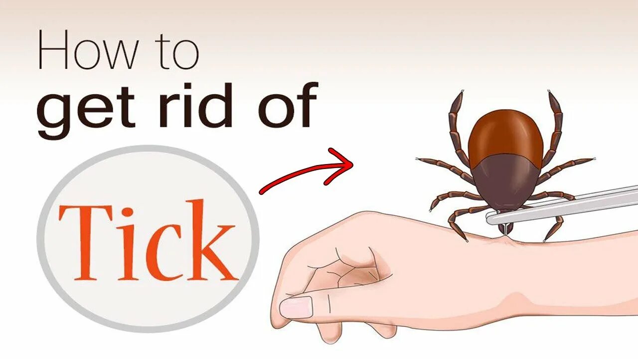 Get rid of the them. To get rid of. get rid of something. get rid of picture. carrot ticks.
