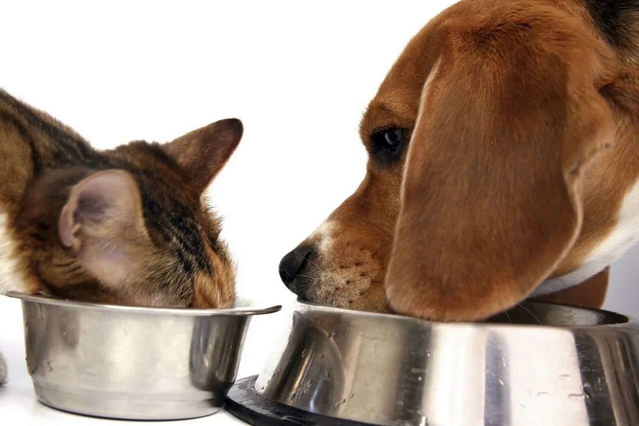 Можно собакам давать корм для кошек. Миска для собак. Собака кушает. Кошки и собаки. Еда для питомцев.