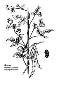 Растение горох рисунок