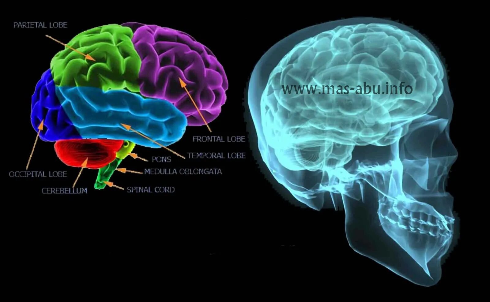 Re brains. Медулла облонгата. Мозг на английском. Human Brain Pons.