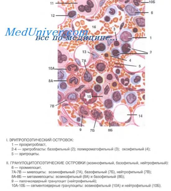 Клетки образующиеся в красном костном мозге. Красный костный мозг гистология препарат. Срез красного костного мозга гистология рисунок. Костный мозг гистология препарат. Срез красного костного мозга гистология.