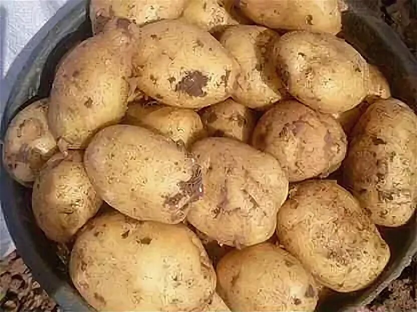 Картофель миа описание. Картофель балтик роуз характеристика сорта отзывы вкусовые качества. Миа картофель. Белая роса картофель сорт. Картофель эдисон.