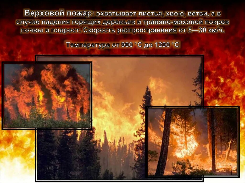 С какой скоростью распространяется пожар. Верховой пожар пожар. верховой пожар в лесу. верховые пожары презентация. скорость распространения верхового лесного пожара.