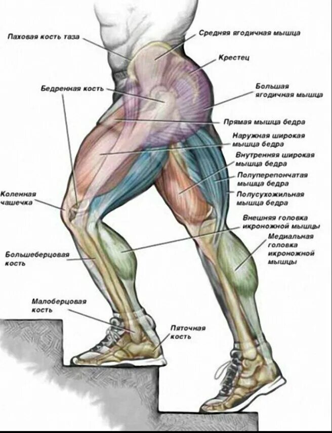 Почему ноги напряжены. Какие мышцы работают при подъеме на лестницу. Мышцы задействованные при подъеме по лестнице. Ягодичные мышцы анатомия строение. Мышцы задействованные при подъеме ног.