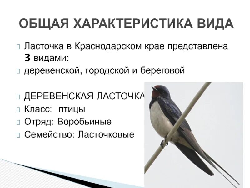 Городская Ласточка береговушка. Ласточка городская и деревенская. Городская Ласточка и деревенская Ласточка. Адаптация деревенской ласточки.