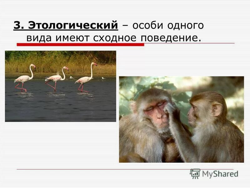 этологический критерий примеры