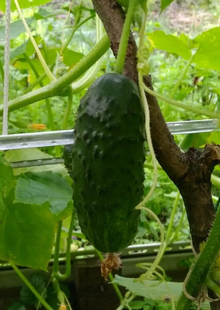 Вьюга f1. Капустник съел огурцы. Огурец вьюга f1. Вьюга f1. Огурец вьюга f1 семена.