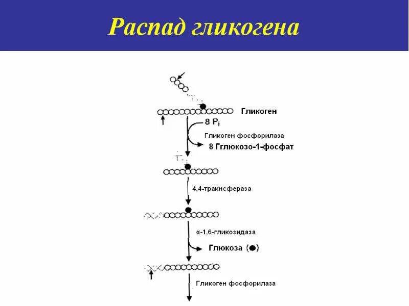 Распад гликогена. Распад гликогена фосфорилаза. Альфа глюкозидаза фермент. Глюкозидаза слюны. Гликоген фосфорилаза витамин.