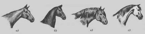 Длинная прямая шея у лошади. Постав шеи лошади. Затылок лошади. Короткая шея у лошади. Высокая и низкая холка у лошади.
