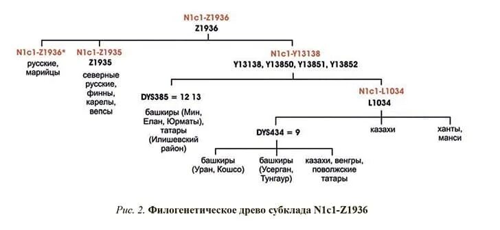 Какие родственники относятся к роду. Родословная башкир. Башкирские рода история. Башкирские племена и роды. Башкирские племена и роды названия.