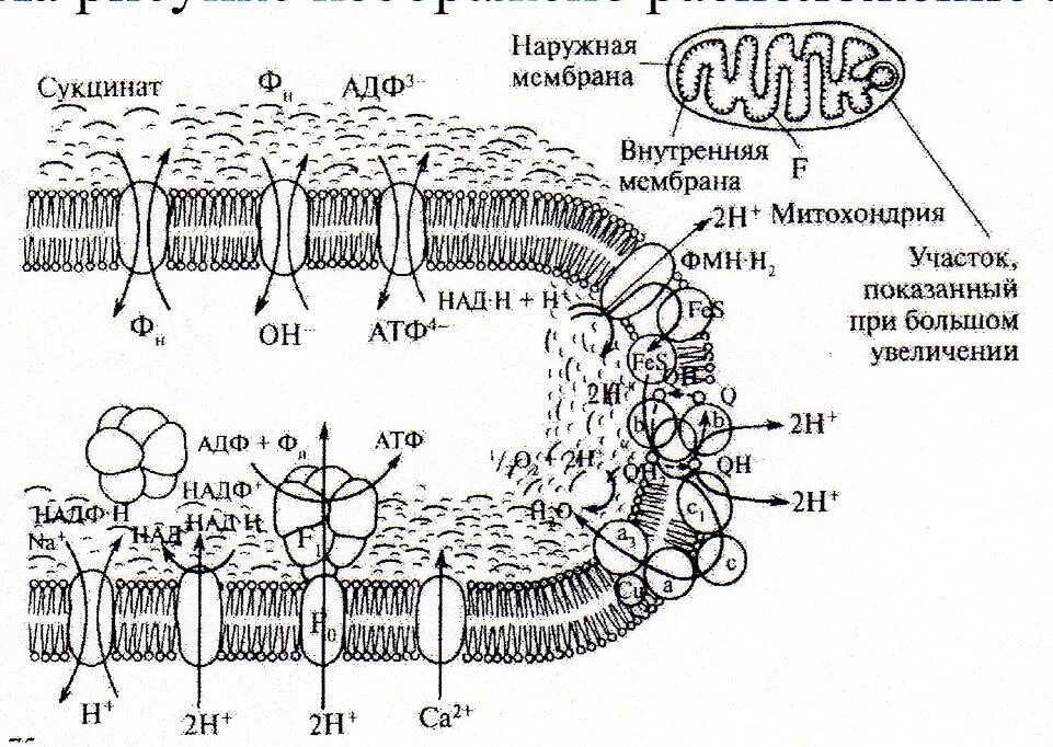 Строение внешней мембраны митохондрий. Внешняя и внутренняя мембрана митохондрий. Строение внутренней мембраны митохондрий. Строение мембраны митохондрии.