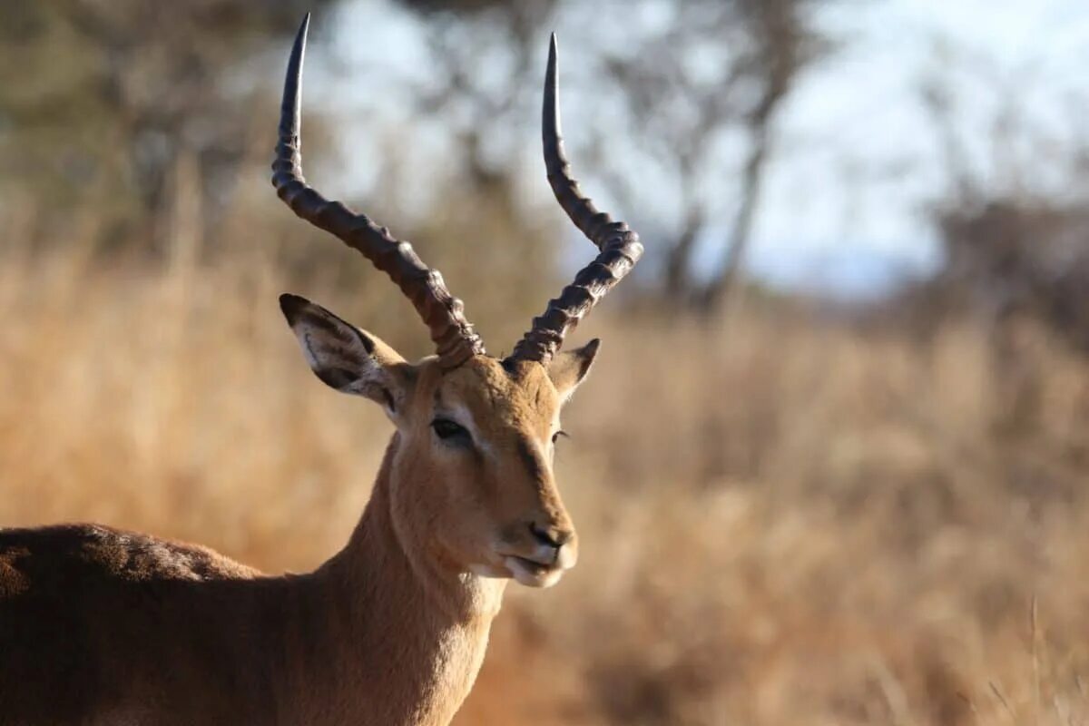 Wallpaper : wildlife, terrestrial animal, fauna, gazelle, antelope, mammal, ecos