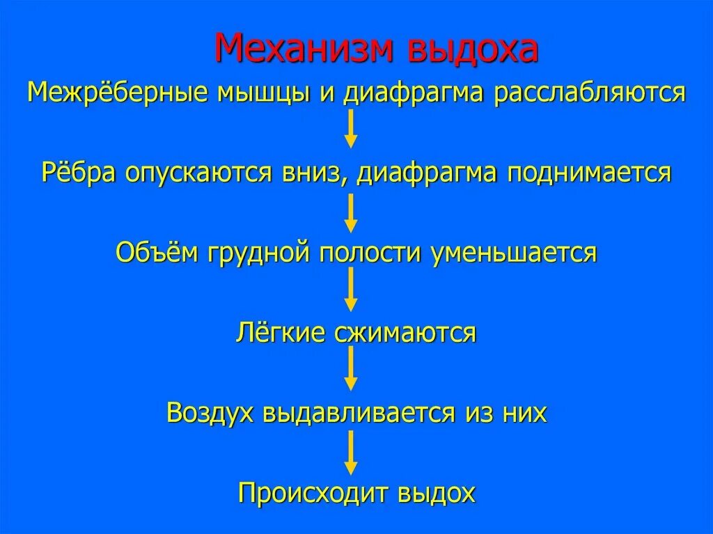 Механизм вдоха механизм выдоха. Процессы при выдохе. Последовательность процессов при вдохе человека. Процессы происходящие при выдохе.