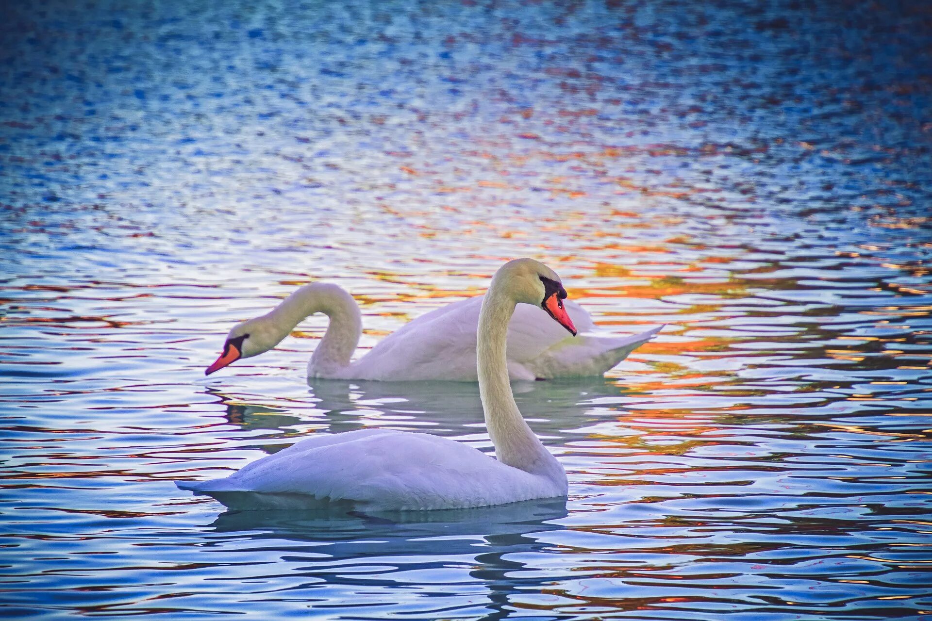 Лебедь кликун. Лебедь на воде. Лебеди на озере. Белые лебеди на озере