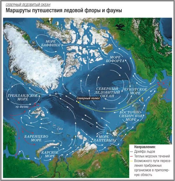 Особенности морских течениях ледовитого океана. Море Бофорта течения. Течения Северного Ледовитого океана на карте. Северный Ледовитый океан схема. Восточно Гренландское течение на карте Северного Ледовитого океана.