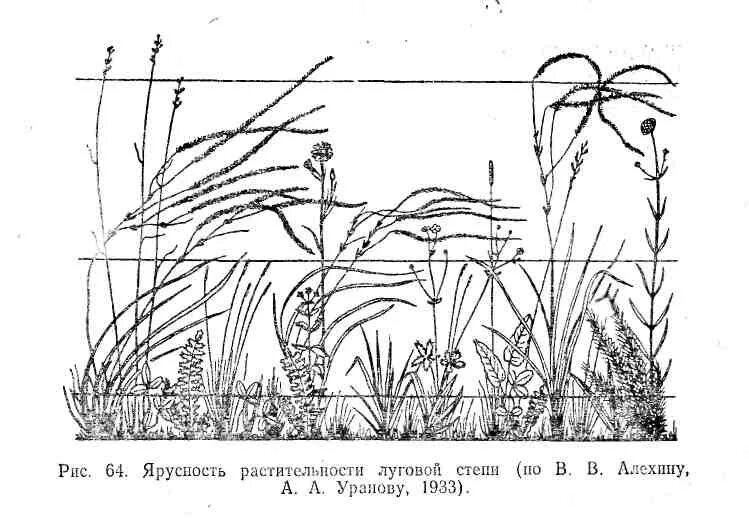 Растительное сообщество рисунок. Ярусность растительности Луговой степи. Ярусность растений в степи. Ярусность Луга. Ярусы растительности Луга.