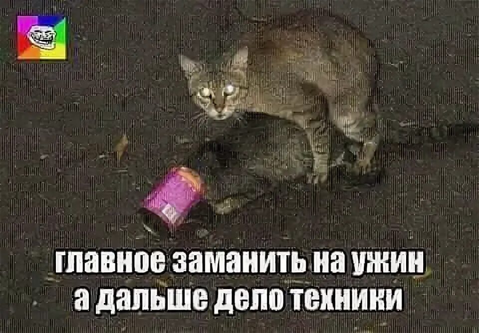 Заманить их к себе и. Главное заманить на ужин. главное заманить на ужин картинки. главное заманить на ужин прикол. заманить.