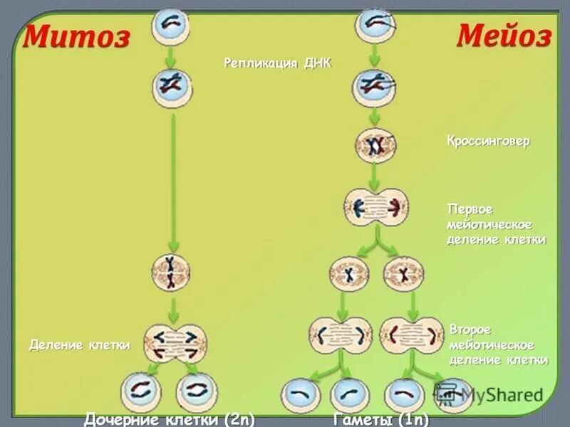 Отличия митоза от мейоза 9 класс. Митоз редукционное деление. Мейоз. Митоз и мейоз. Деление митоза и мейоза.