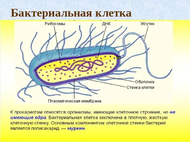 Клетка бактерии клеточная мембрана. Строения оболочки бактериальная клетка клетки. Бактериальная клетка клеточная стенка из муреина. Оболочка у бактерий муреин. Мембрана клетки бактерии.