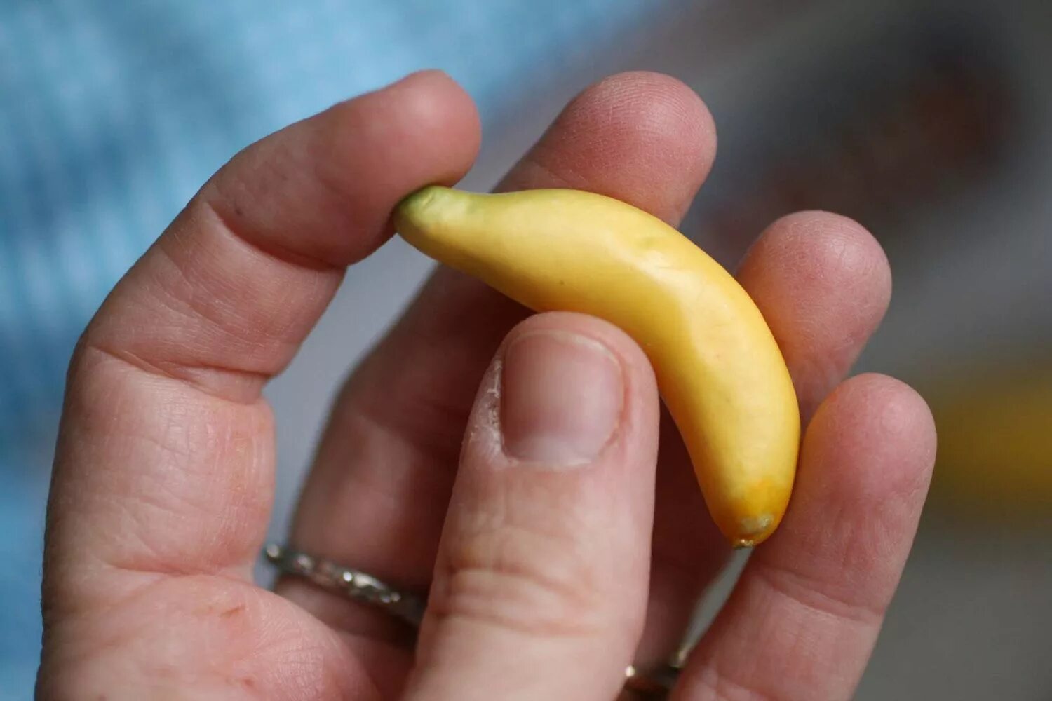 Видео где банан. Маленькие бананы. Самый маленький банан. Огромный банан. Большой и маленький банан.