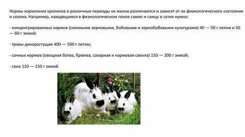 Сколько раз кормить кролика