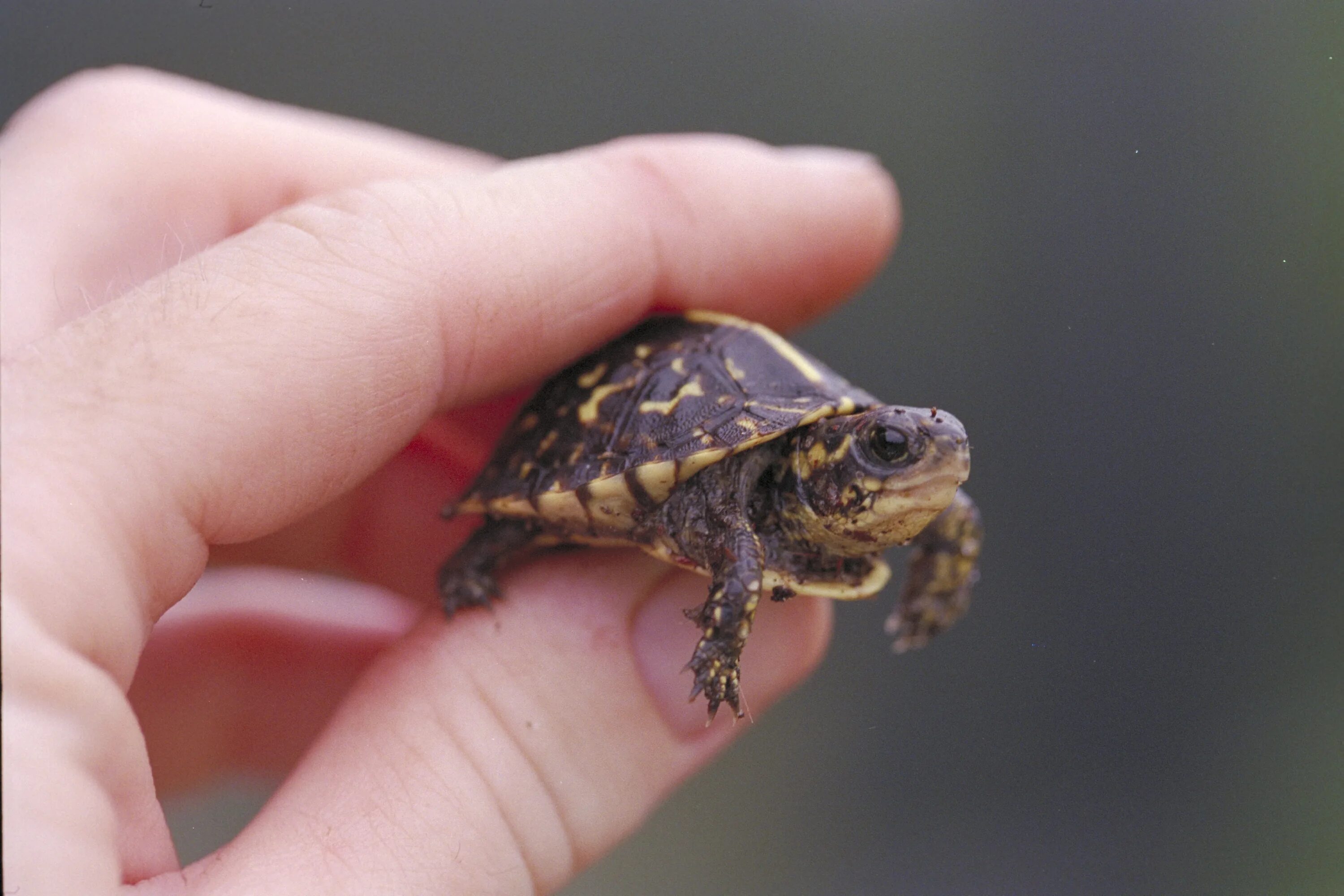 Маленькая черепашка. Речная черепаха маленькая. Милая черепашка. Маленькие Черепашата.