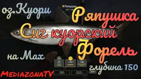 Куори рр4 форель