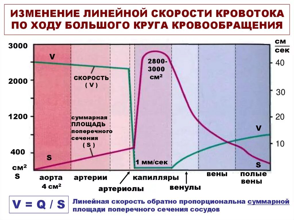 Падение давления крови. График изменения объемной скорости кровотока. Изменение скорости течения крови по ходу кровотока. Изменение линейной и объемной скорости кровотока. Линейная и объемная скорость кровотока.