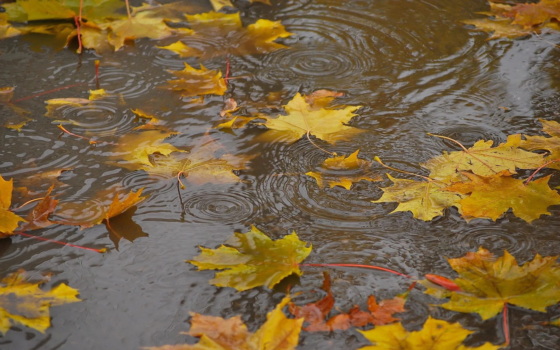 Падающие листья в воду. Дождливая осень. Осень дождь. Осенний ливень. Осенний дождик.